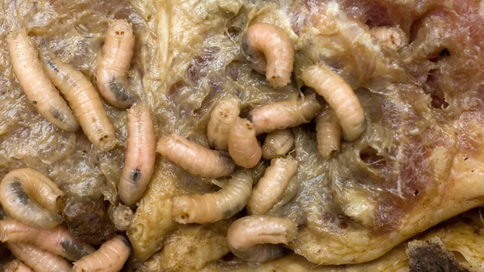 личинки в разлагающемся мясе личинки в разлагающемся мясе
