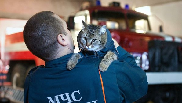 В пожарной части под Тюменью поселился кот Семен