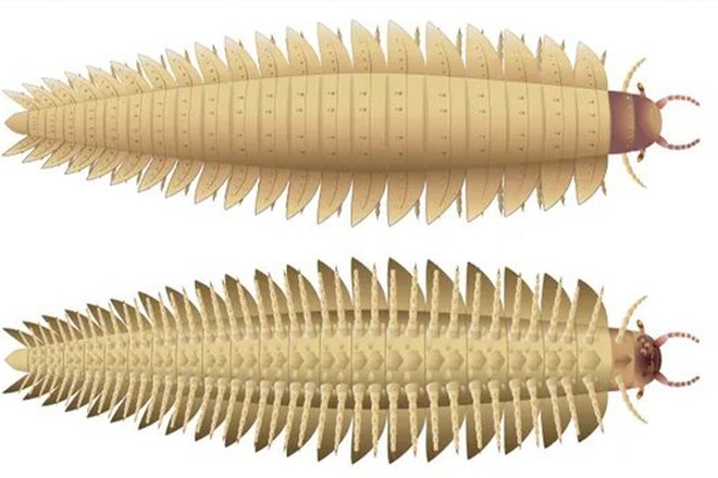 Полное изображение Arthropleura