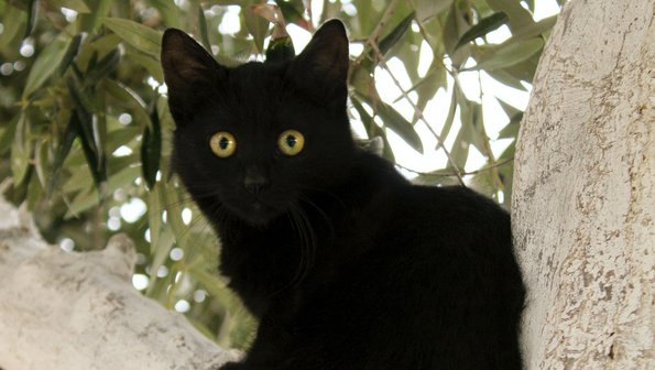 Везучий питомец: кот чудом пережил пожар в мансарде в Кишиневе