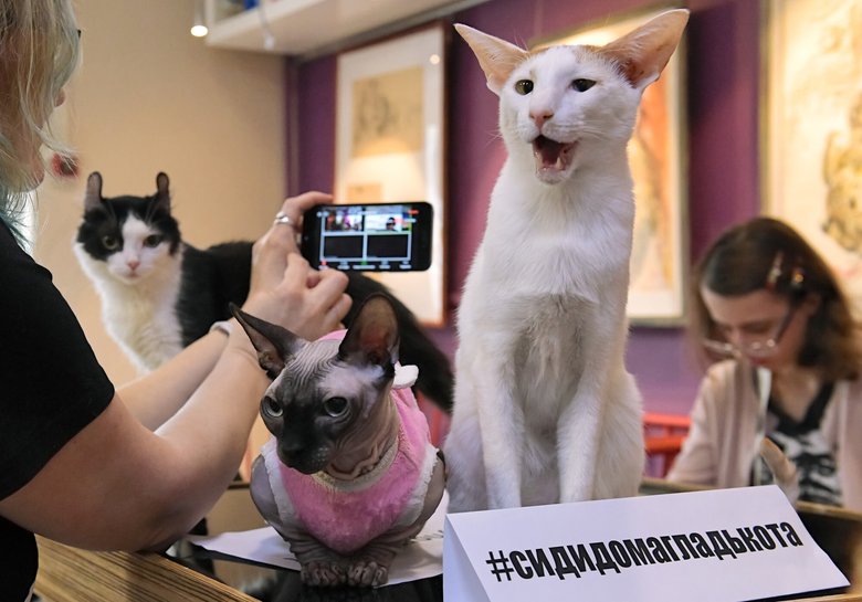 Кошки во время онлайн-конференции «Котики против коронавируса» в котокафе «Республика кошек» в Санкт-Петербурге. Фото: РИА Новости