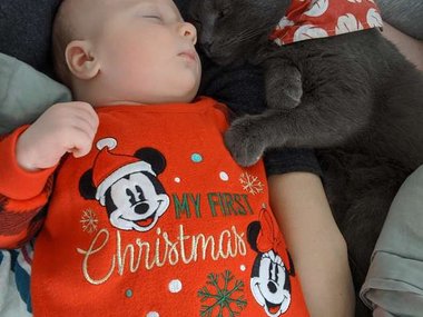 Pets.mail.ru Pets.mail.ru
