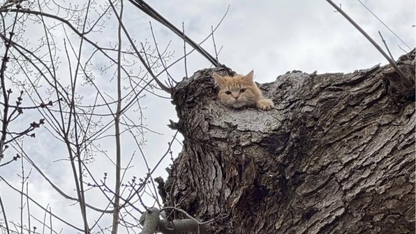 Кошка удивила опытного спасателя отказом спускаться с дерева