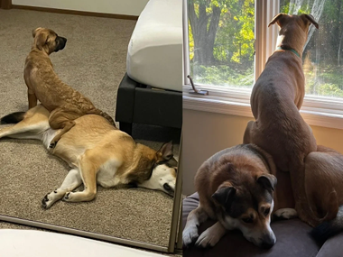 Собаки выросли