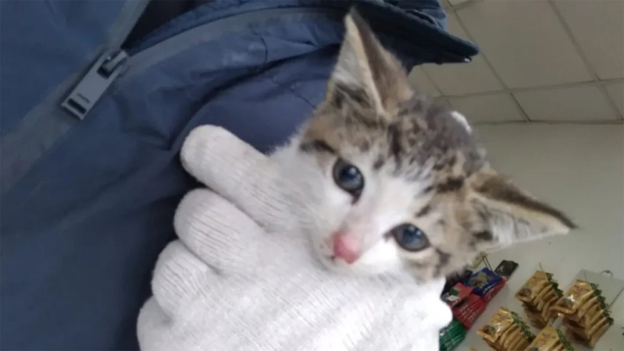 Котенок сидит на руках Котенок сидит на руках