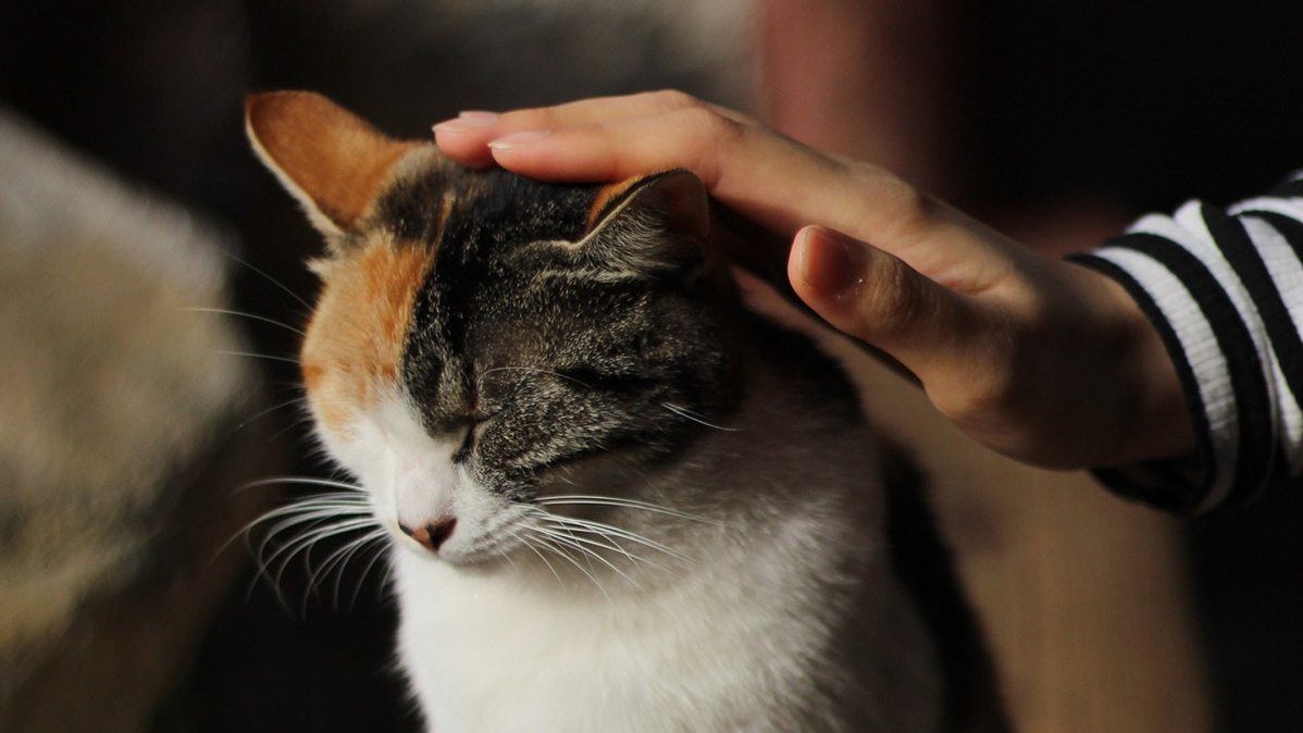 У кошки пропал голос: причины и лечение - Питомцы Mail.ru