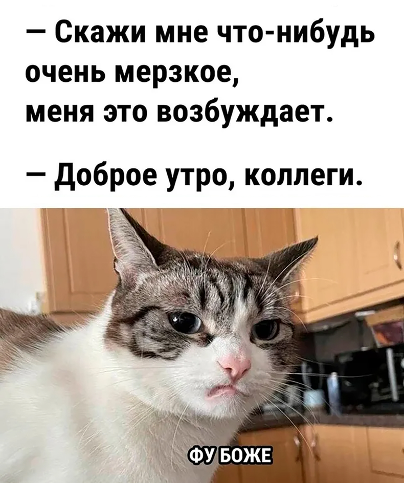 Текстовый мем с изображение кота с недовольным выражением Текстовый мем с изображение кота с недовольным выражением
