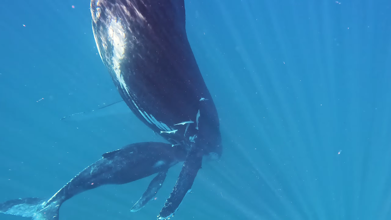 Как правило, когда кит держит хвост сверху, вокруг него плавает детеныш.