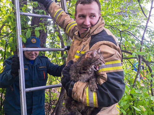 В Перми дети рассказали о коте, который три дня просил помощи