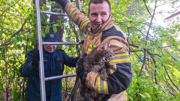 В Перми дети рассказали о коте, который три дня просил помощи