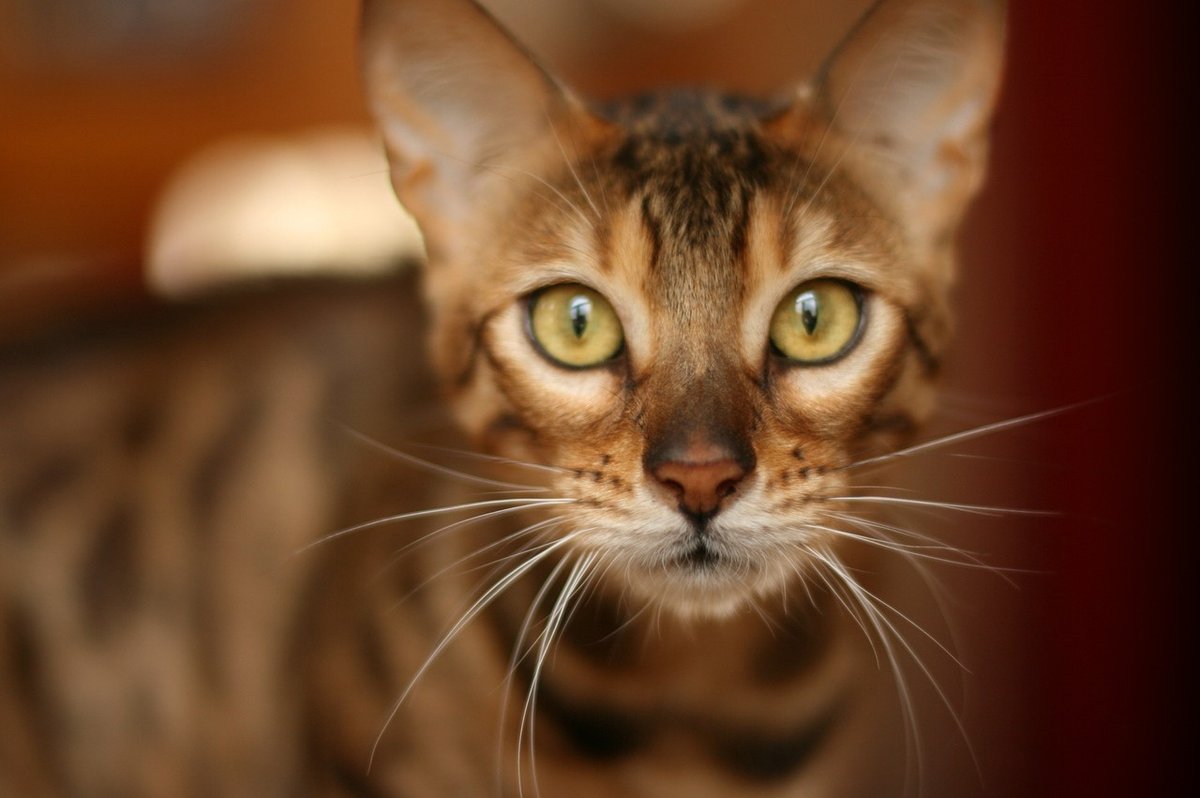Бенгальская - описание породы кошек: характер, особенности поведения,  размер, отзывы и фото - Питомцы Mail.ru