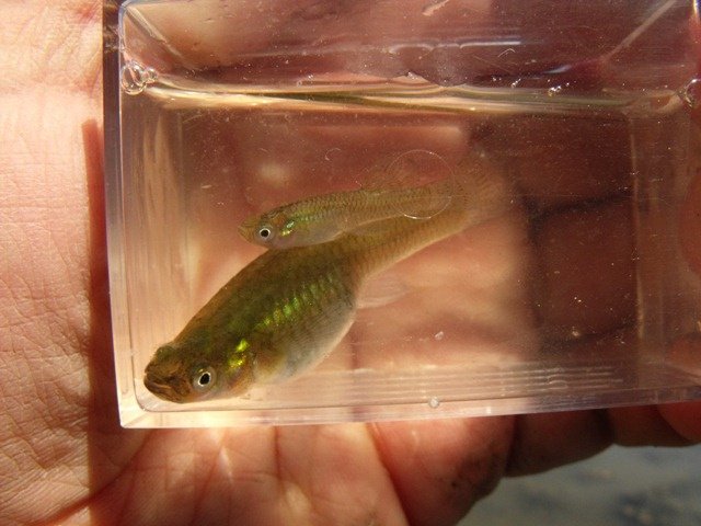 Маленькая же лучеперая рыбка гамбузия (Gambusia holbrooki), населяющая водоемы Северной Америки, владеет счетом до 16.