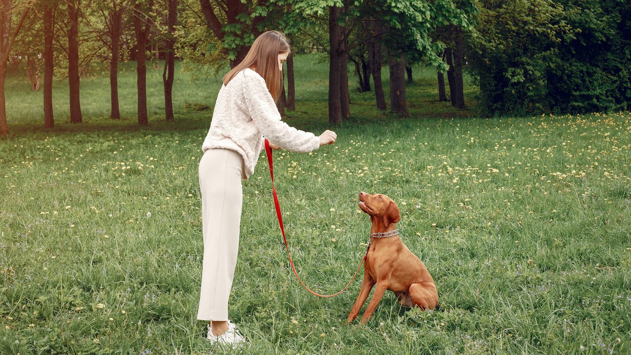 Сколько нужно гулять с собакой в день: рекомендации и правила