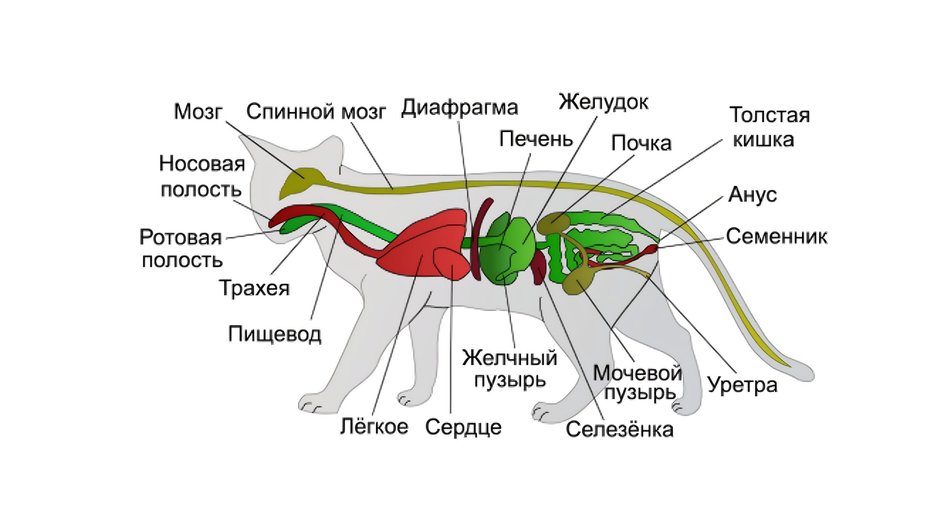 Схема строения анатомии кошки, на которой видные главные органы нервной системы Схема строения анатомии кошки, на которой видные главные органы нервной системы