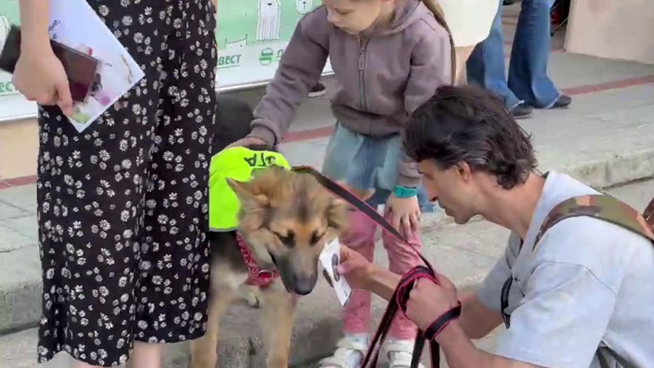 Собака на поводке