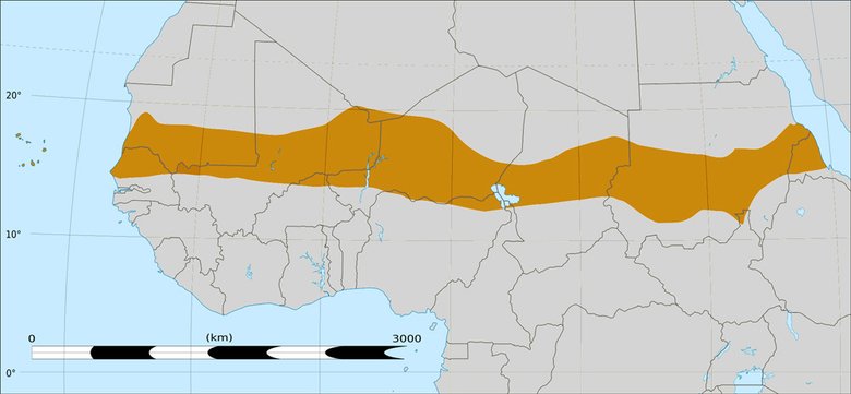 На карте Африки выделена зона тропических саванн (Сахель), отделяющих пустыню, лежащую к северу, от более плодородных и влажных регионов, лежащих к югу. «Великая зелёная стена» должна пройти по северной части Сахеля. Фото: Commons.wikimedia.org