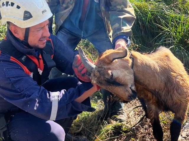 В Волоколамске козленок поблагодарил людей за спасение