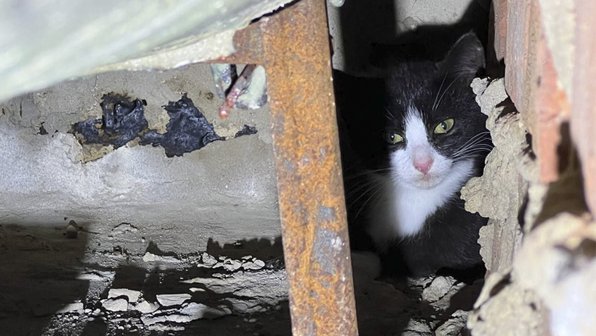 В Москве спасли котенка — копию спасенного 1,5 месяца назад