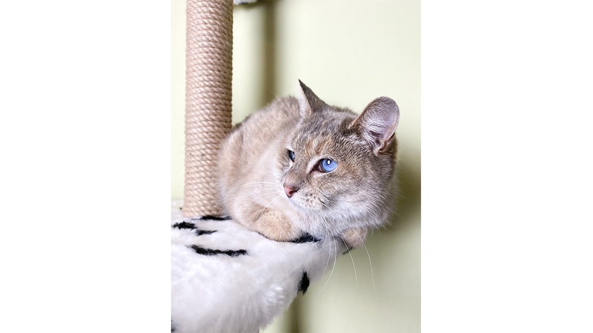 Tsesna is an unearthly beauty cat with sky-blue eyes and an unusual coloration. She was caught right after the New Year holidays - she probably got cold and hungry during the New Year holidays and, having lost her caution for a while, fell into the bowler. Tsesna - with