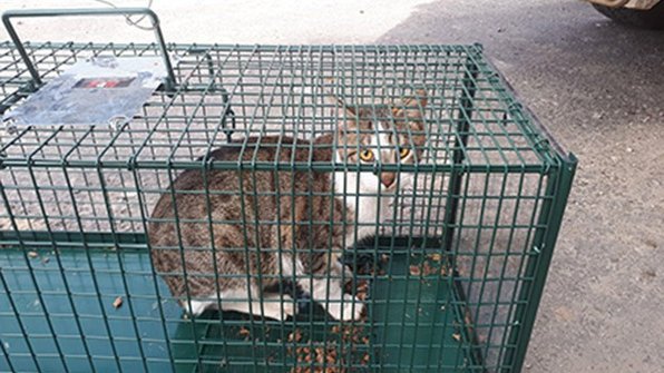 Из-за поисков кота в Тель-Авиве остановили движение поездов