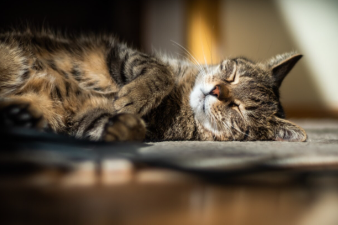 кошка кошка