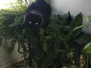 «Я посадил цветы, а моя кошка думает, что это кровать», Источник: https://www.reddit.com/r/AnimalsBeingJerks/comments/dghwl8/my_cat_likes_sleeping_in_my_houseplants/