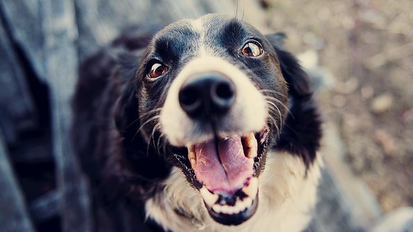 5 интересных фактов о зубах собак