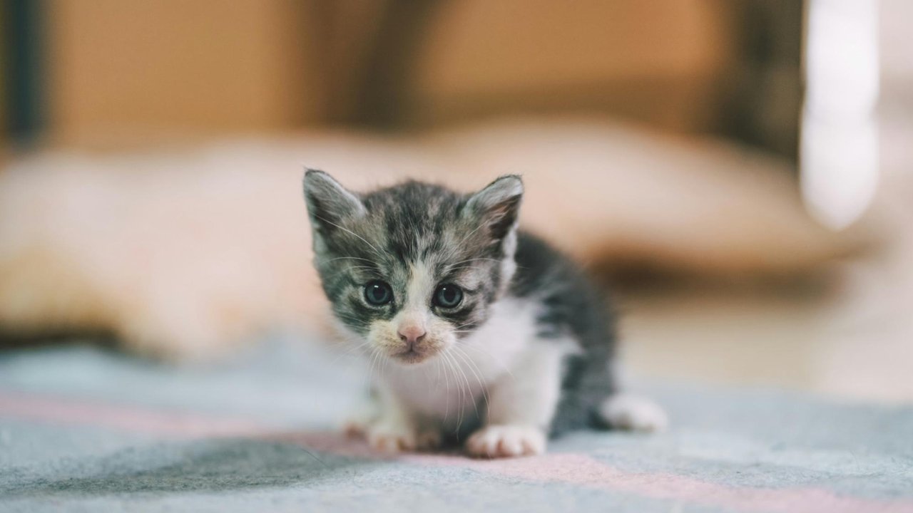 Котенок Котенок