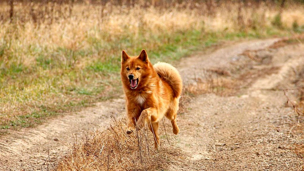 Финский шпиц - описание породы собак: характер, особенности поведения,  размер, отзывы и фото - Питомцы Mail.ru
