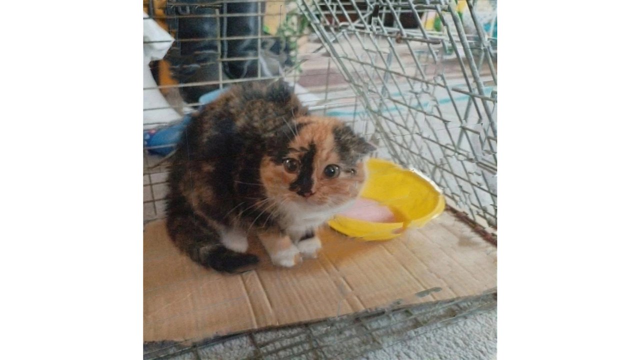 В Кондопоге спасли котят, которые замерзали на даче В Кондопоге спасли котят, которые замерзали на даче