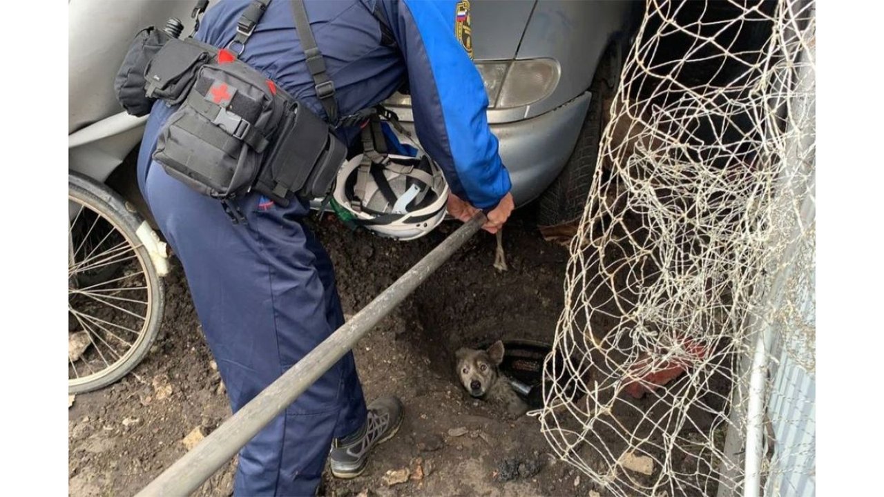 Собака застряла в колодце
