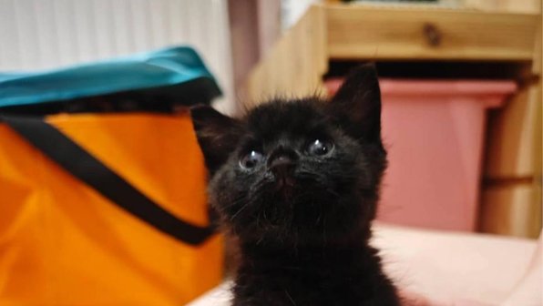 Крошечный котенок с автобазы нашел семью в тот же день