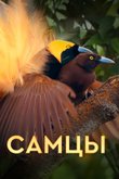 Постер к шоу «Самцы»