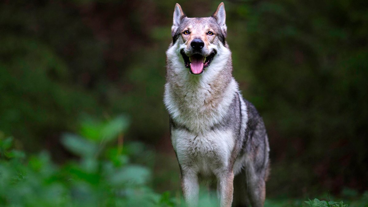 dogs-that-look-like-wolves-czechoslovakian-wolfdog-1565109665
