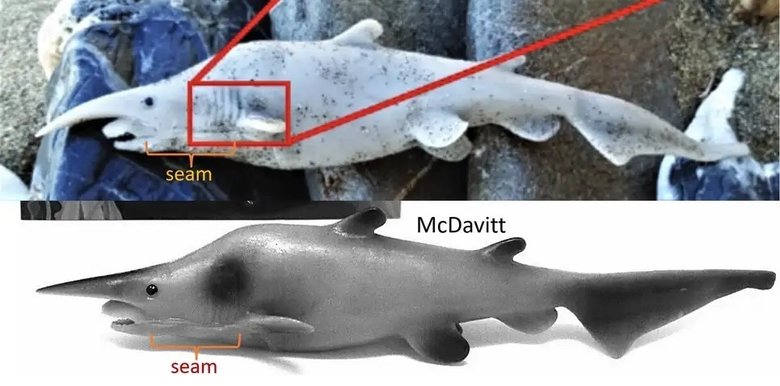 Верхнее фото — акула, найденная на пляже. Нижнее фото — игрушка. Источник: gizmodo.com