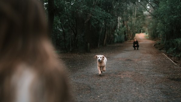 Собачье лето: как гулять с собакой в жару