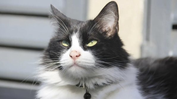 Туристка заплатила коту $100 за то, что он провел с ней ночь