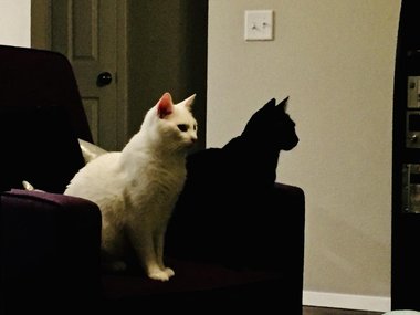 Когда ты всего лишь тень своего друга. Источник: https://www.reddit.com/r/AccidentalCamouflage/comments/d3l8qp/my_black_cat_looks_like_my_white_cats_shadow/