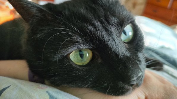Нежная тьма: 10 черных кошек, которым благодарны их люди