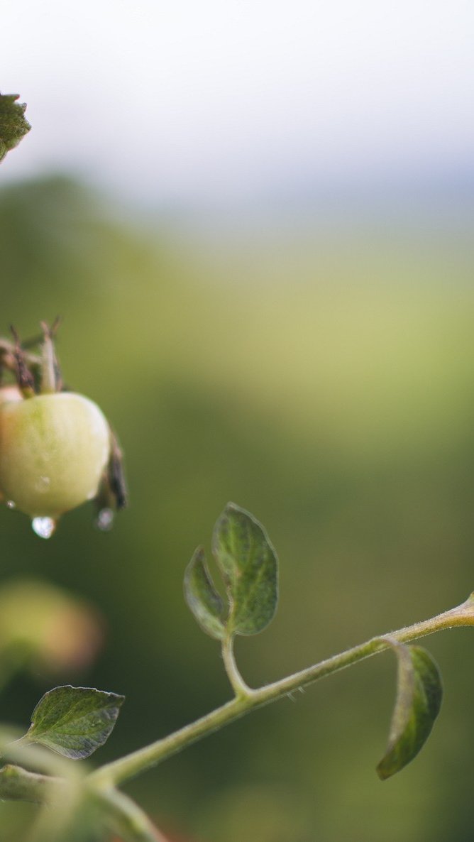 Белые пятна на листьях помидоров: 8 причин и 6 способов профилактики
