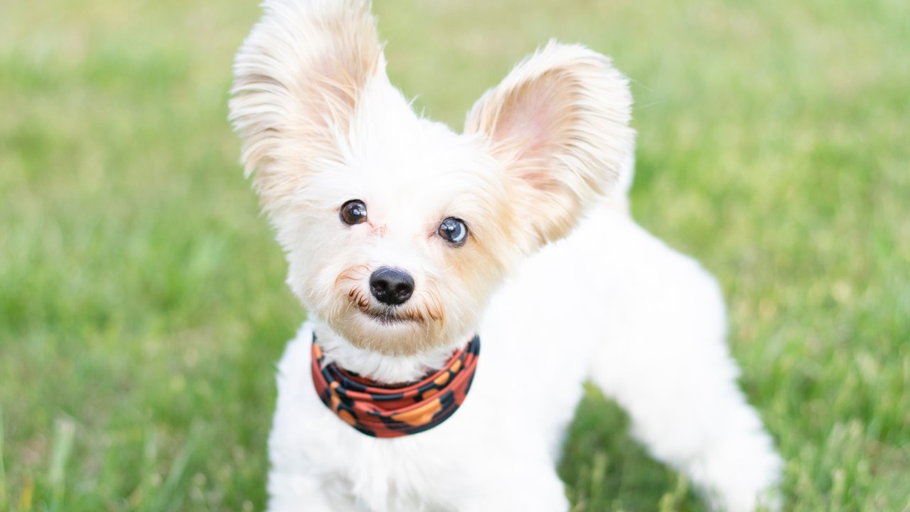 Собака с необычными ушами