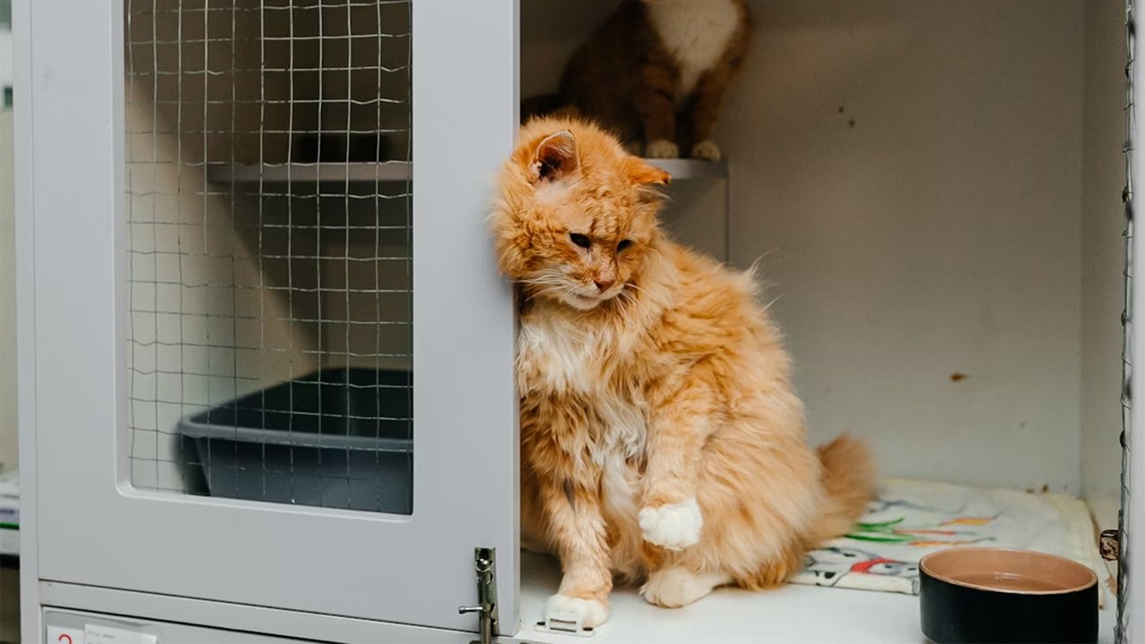 Рыжий кот Рыжий кот
