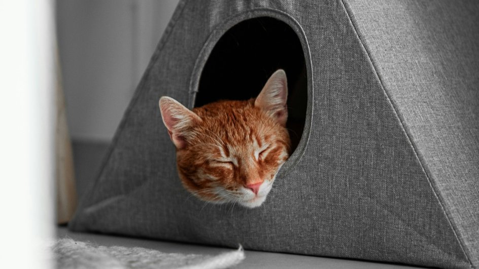 Кошка спит в комфортном домике, который ей купил хозяин, чтобы она чувствовала себя в безопасности и пряталась там Кошка спит в комфортном домике, который ей купил хозяин, чтобы она чувствовала себя в безопасности и пряталась там