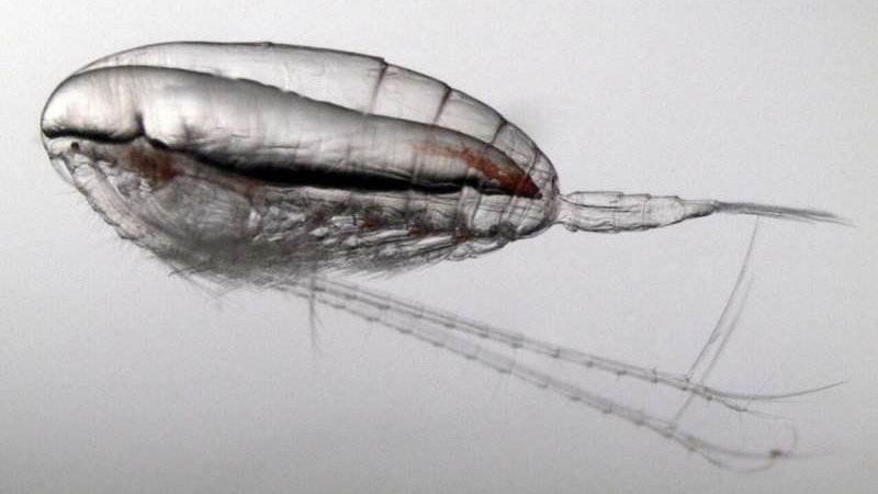 Calanus finmarchicus крупным планом Calanus finmarchicus крупным планом