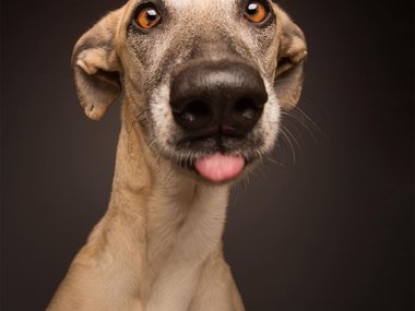 Pets.mail.ru Pets.mail.ru