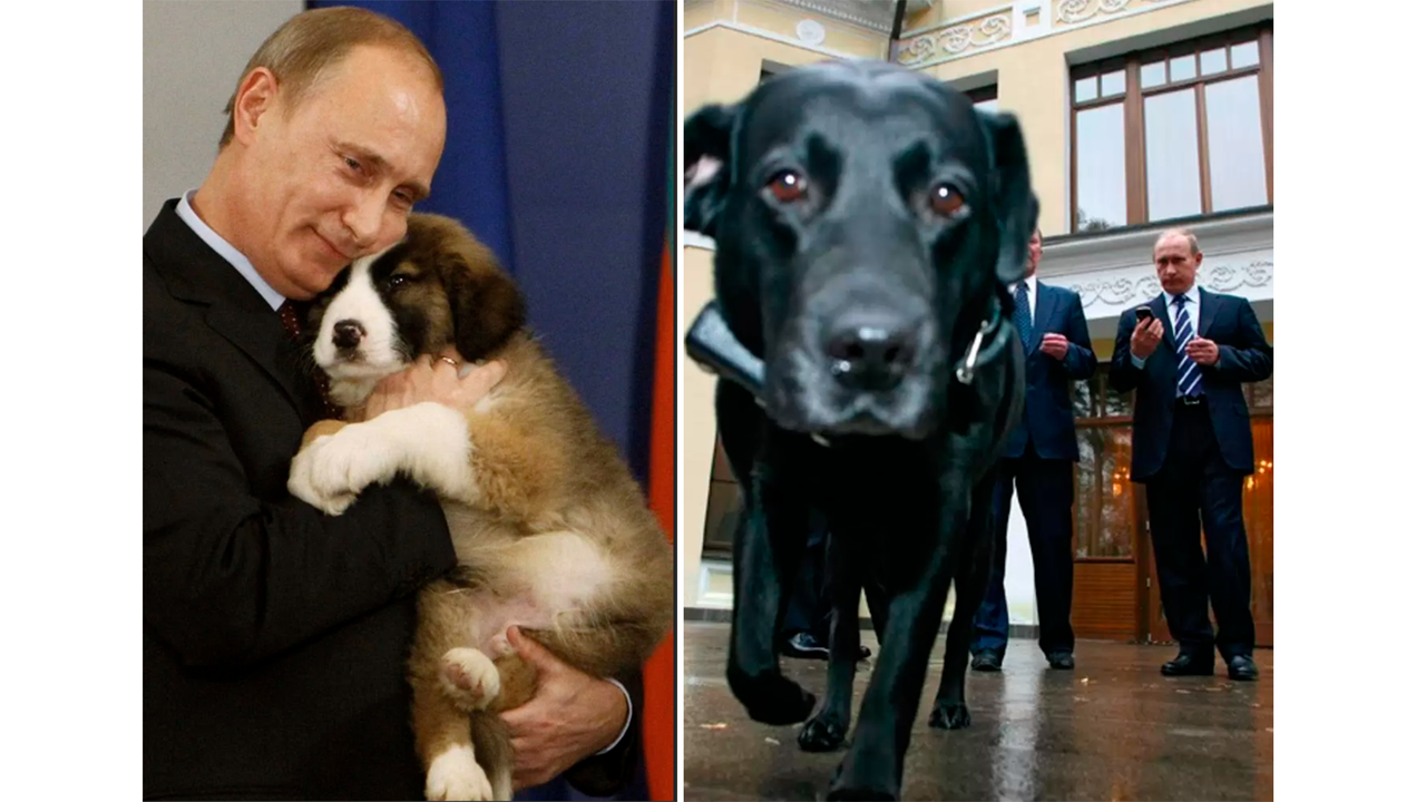 Первые собаки президента — Баффи и Конни