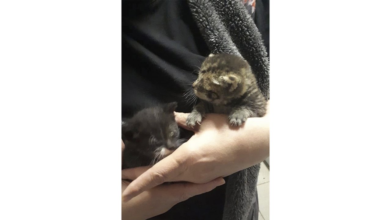 Спасенные котята на руках у человека Спасенные котята на руках у человека