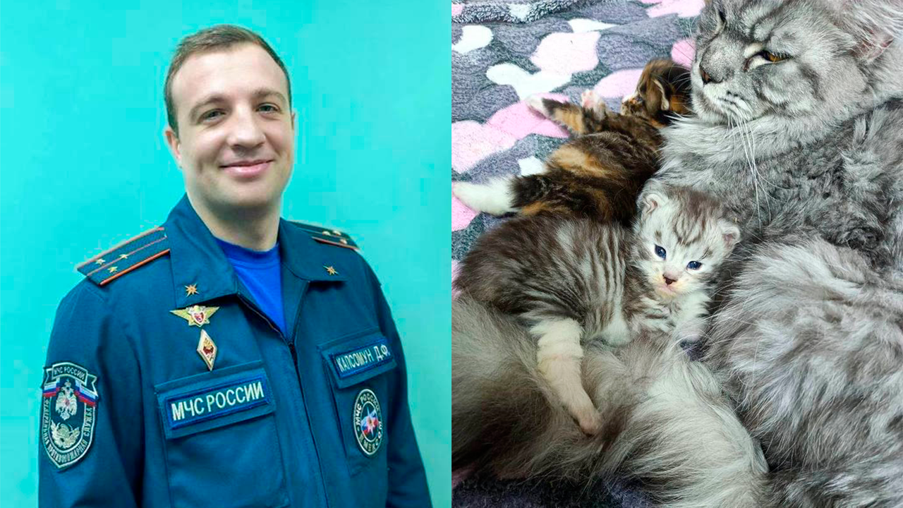 Спасатель достал из огня кошачью семью и реанимировал одного из котят