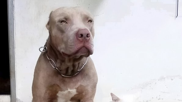 А в душе я кот: какие привычки перенял питбуль от необычного соседства