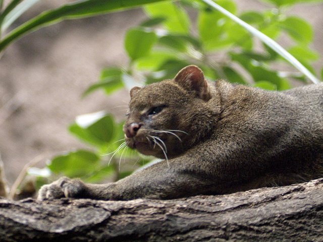 10 кошек, которые забыли, что они кошки